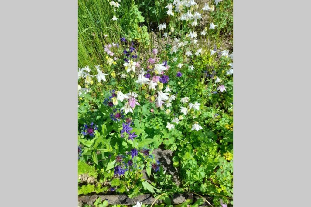Hinter Burg, Haus Mit Garten Mayen Bagian luar foto